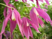 Clematis Columella